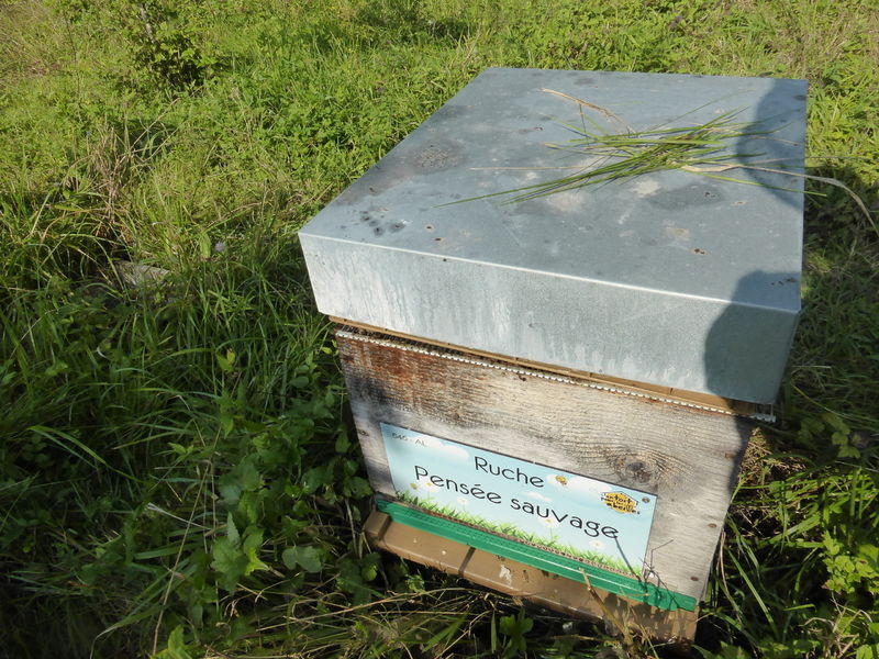 La ruche Pensée sauvage