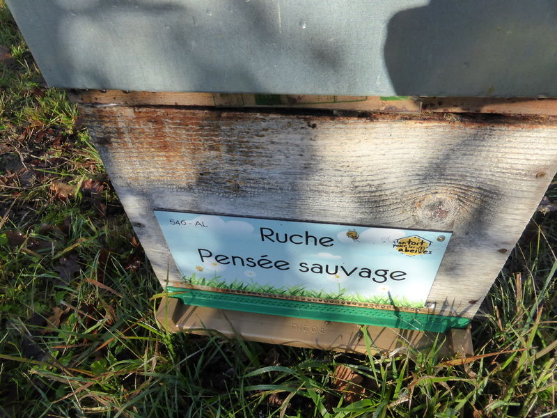 La ruche Pensée sauvage