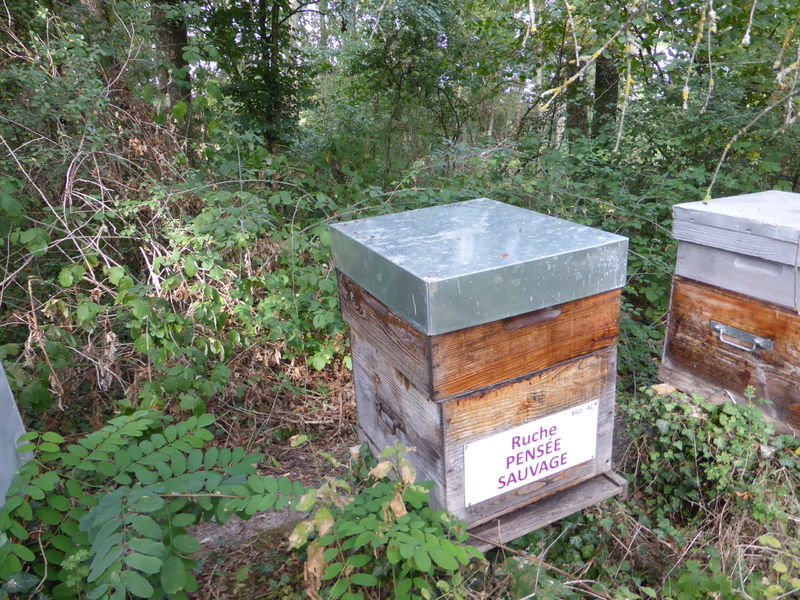La ruche Pensée sauvage