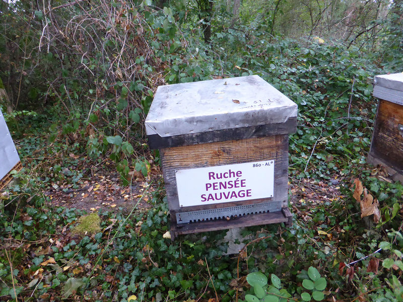 La ruche Pensée sauvage