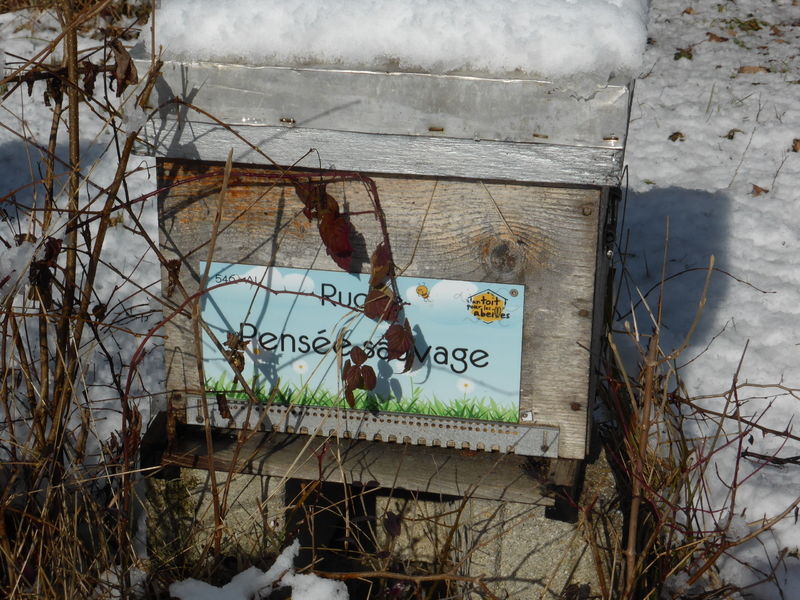 La ruche Pensée sauvage