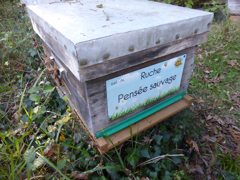 La ruche Pensée sauvage
