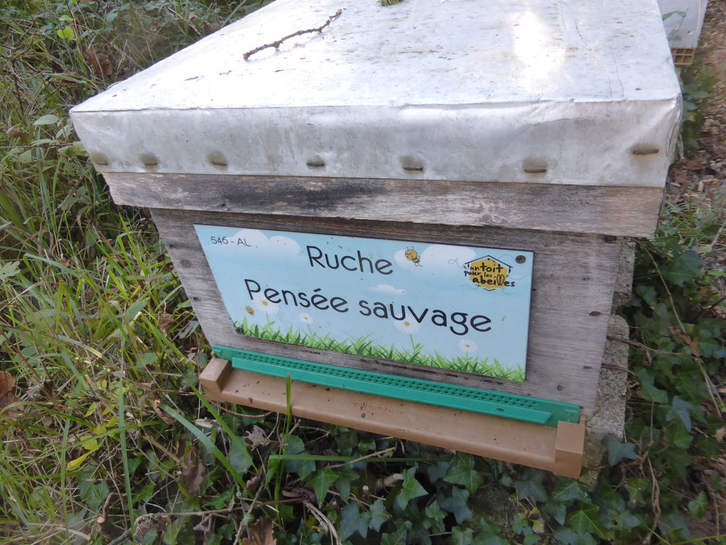 La ruche Pensée sauvage