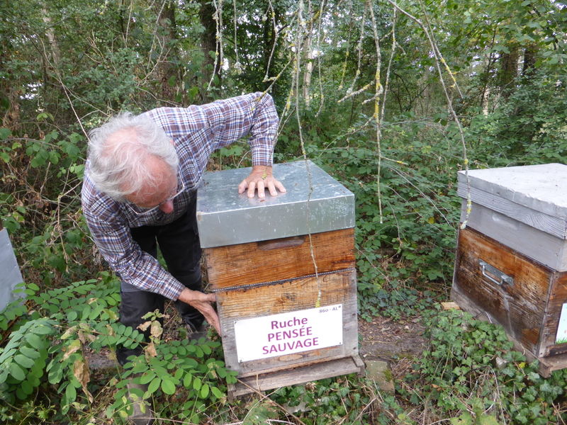 La ruche Pensée sauvage