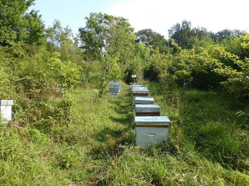 La ruche Pensée sauvage