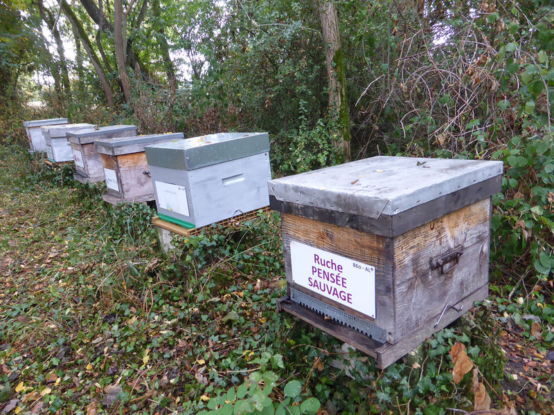 La ruche Pensée sauvage