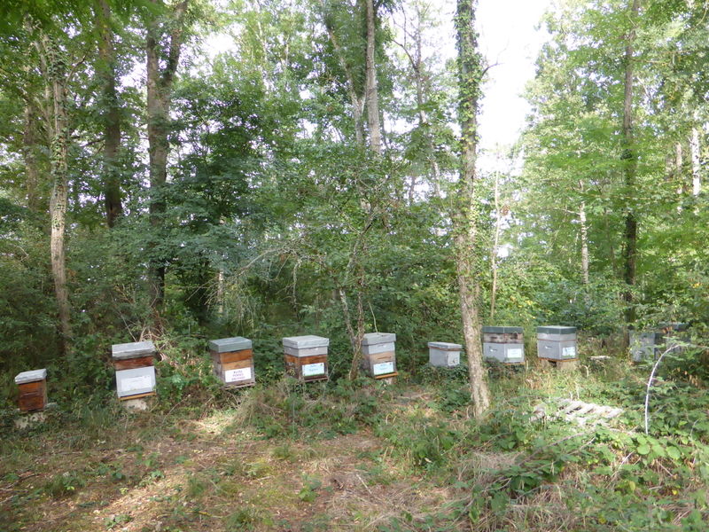 La ruche Pensée sauvage