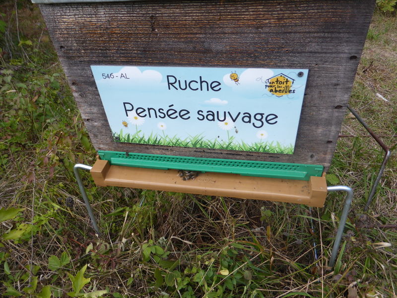 La ruche Pensée sauvage