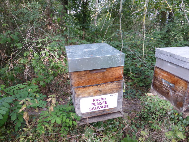 La ruche Pensée sauvage