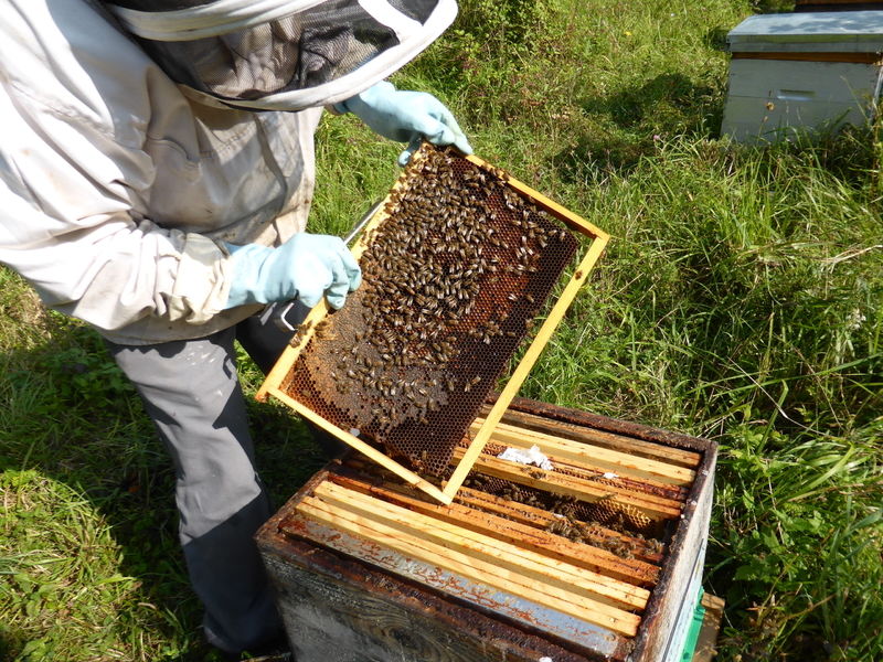 La ruche Pensée sauvage