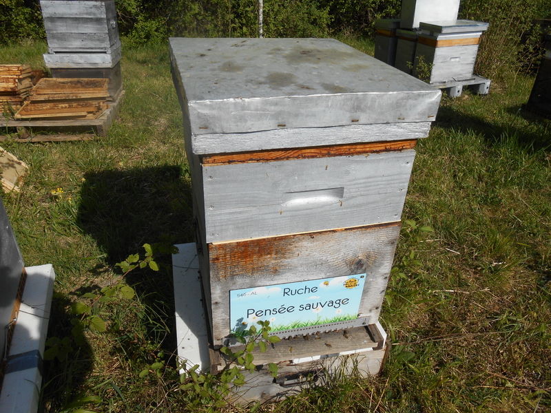 La ruche Pensée sauvage
