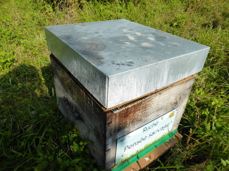 La ruche Pensée sauvage