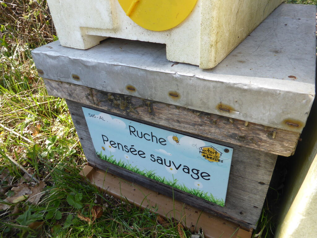 La ruche Pensée sauvage