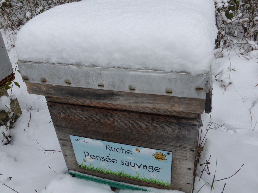 La ruche Pensée sauvage