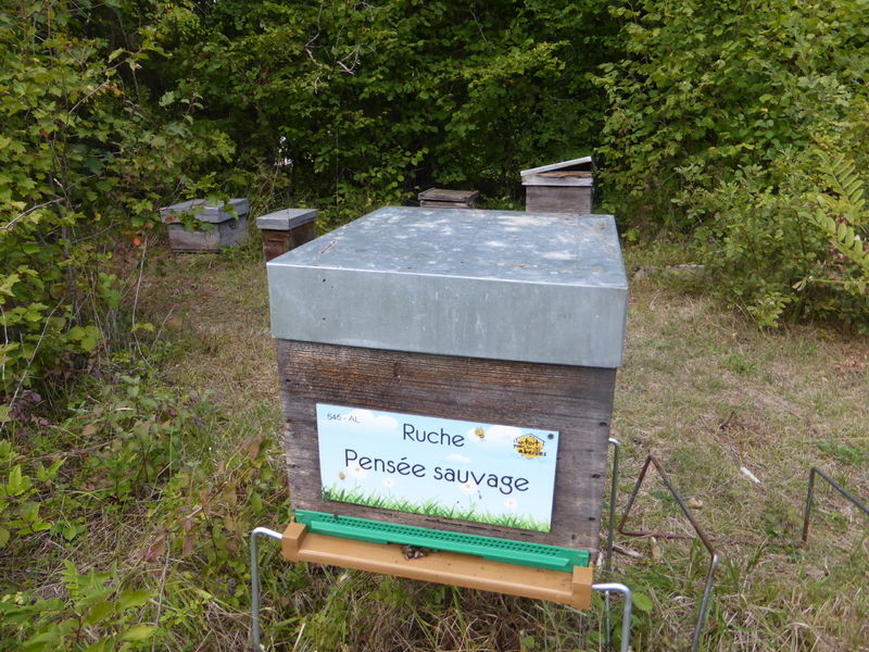 La ruche Pensée sauvage