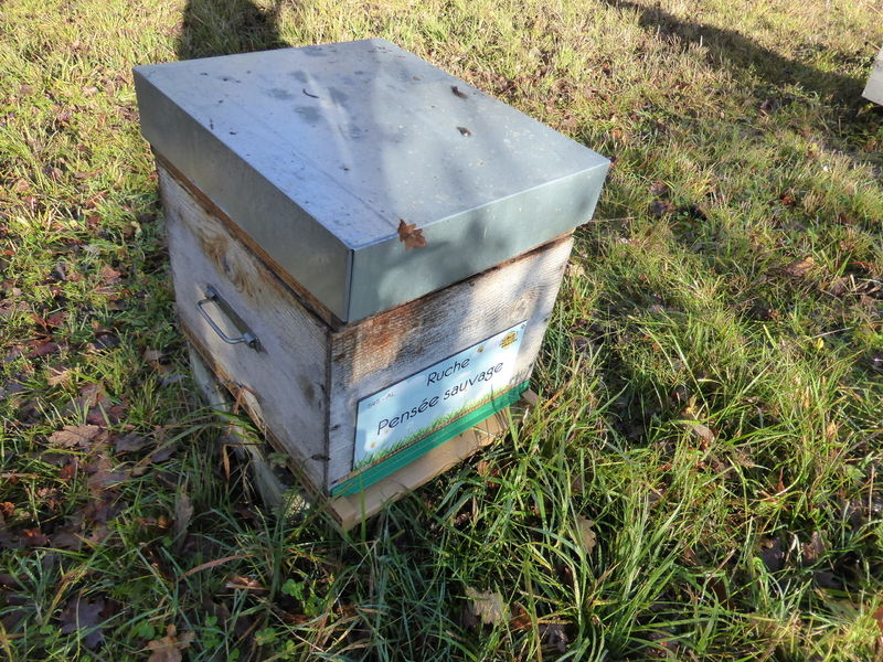 La ruche Pensée sauvage