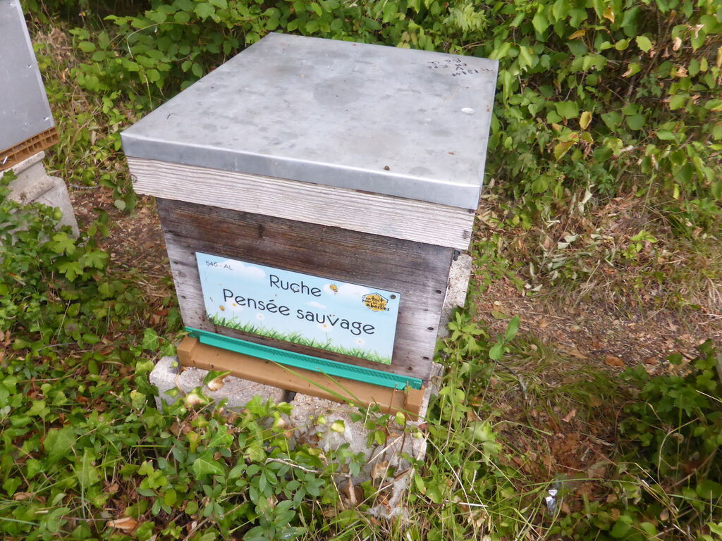 La ruche Pensée sauvage