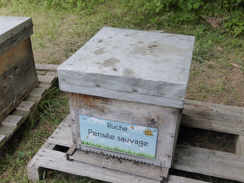 La ruche Pensée sauvage