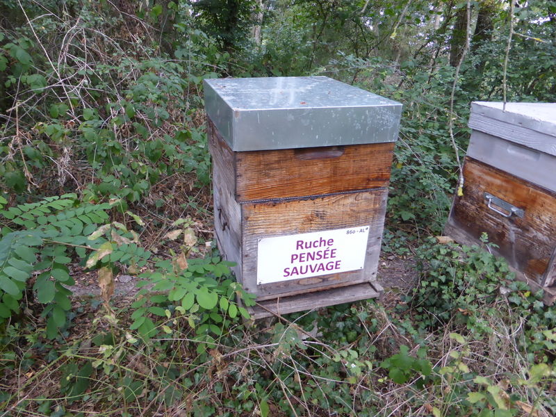 La ruche Pensée sauvage