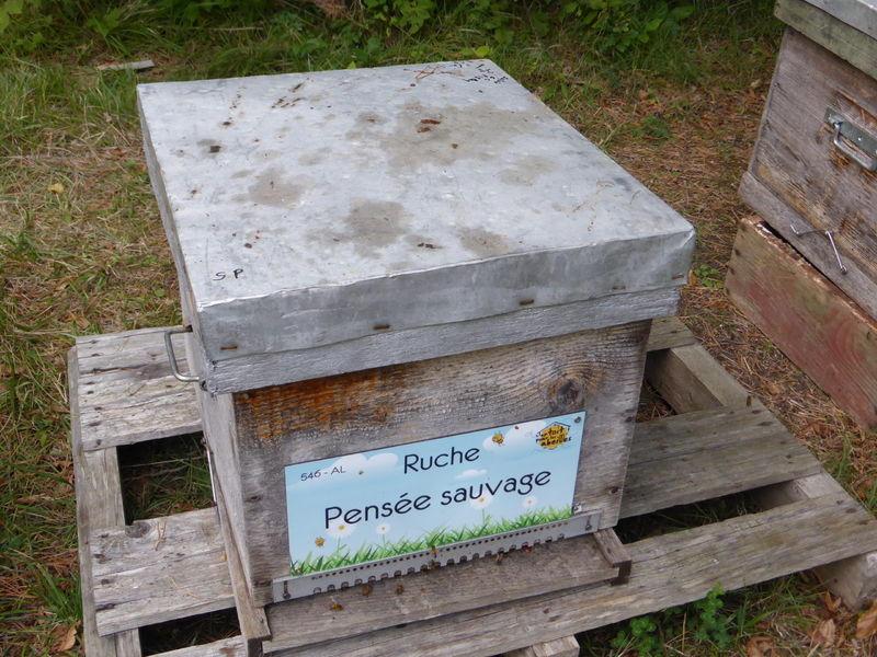 La ruche Pensée sauvage