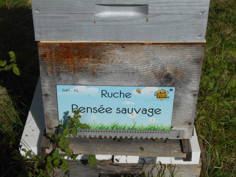 La ruche Pensée sauvage
