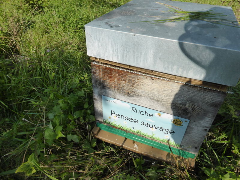 La ruche Pensée sauvage