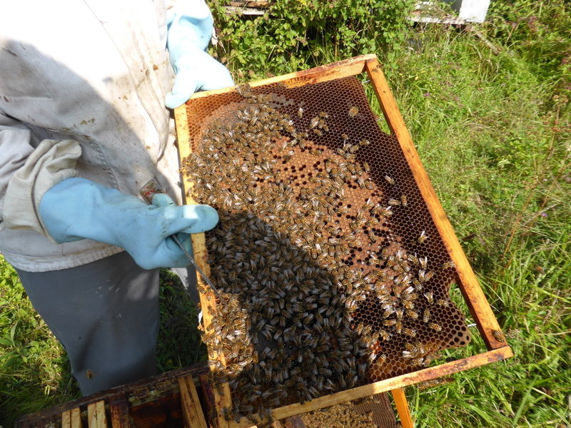 La ruche Pensée sauvage