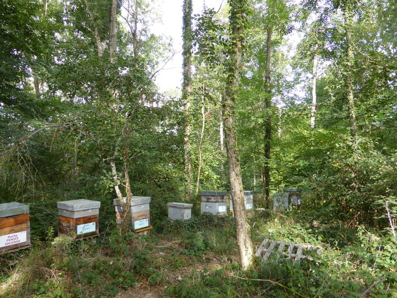 La ruche Pensée sauvage