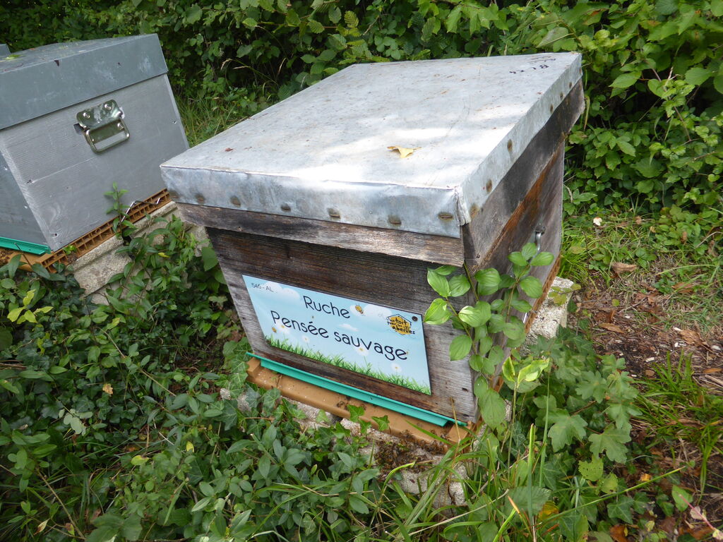La ruche Pensée sauvage