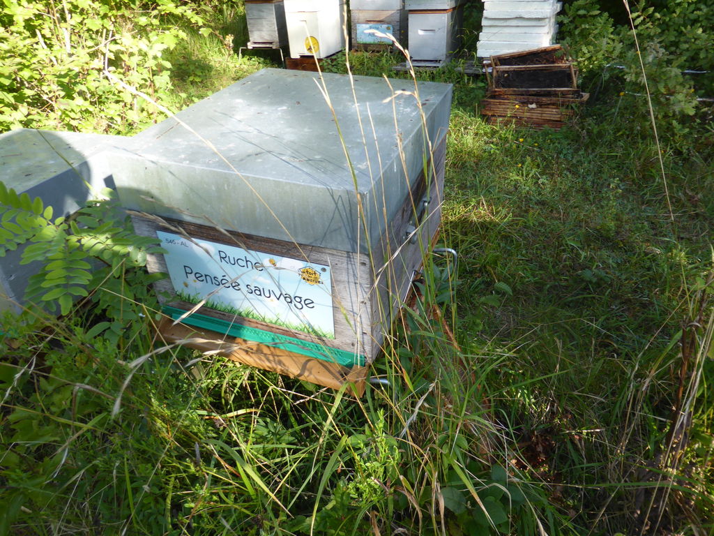 La ruche Pensée sauvage