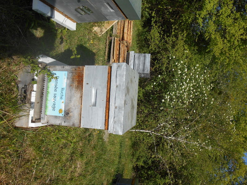 La ruche Pensée sauvage