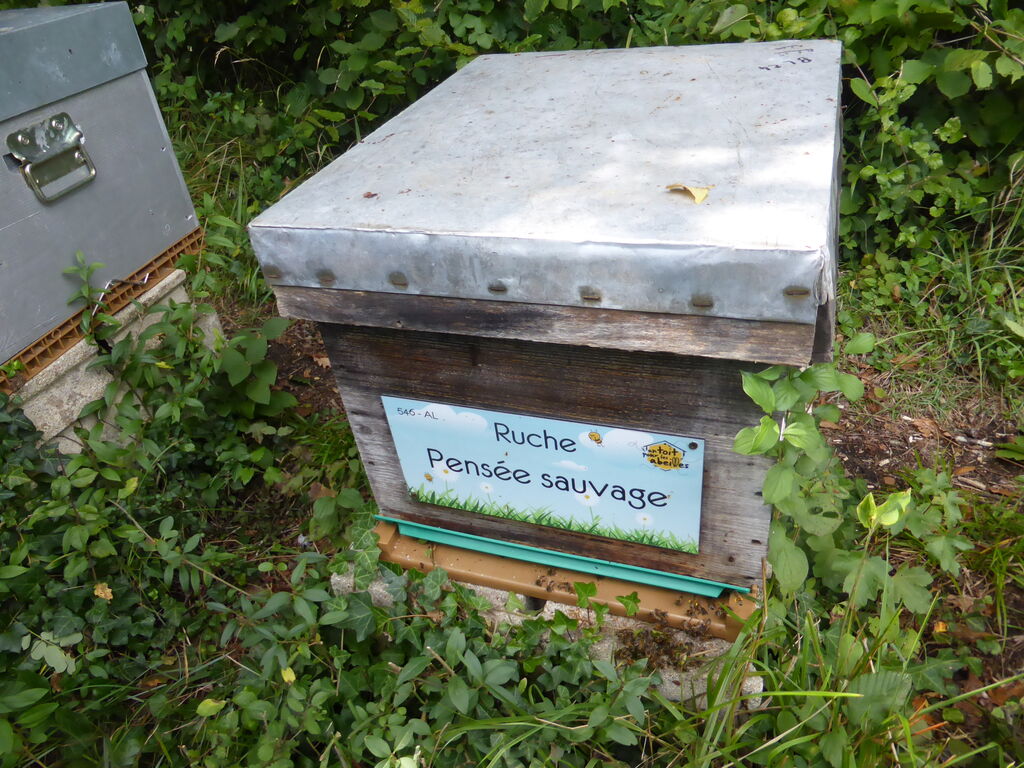 La ruche Pensée sauvage