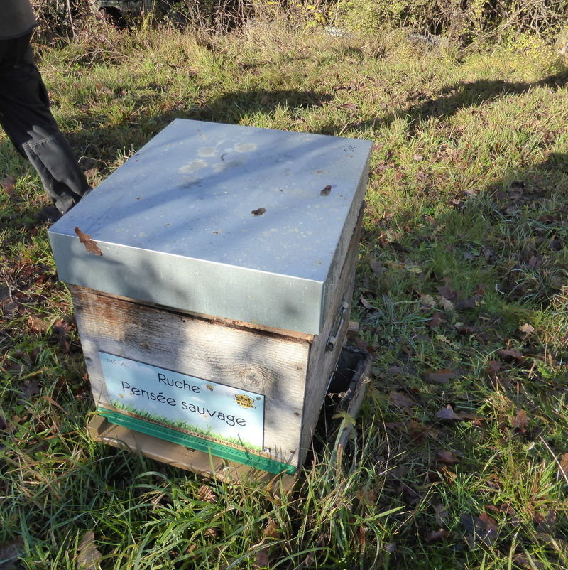 La ruche Pensée sauvage