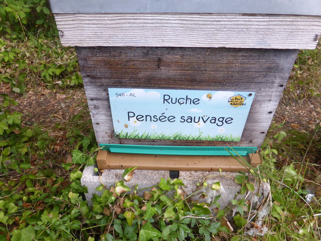 La ruche Pensée sauvage