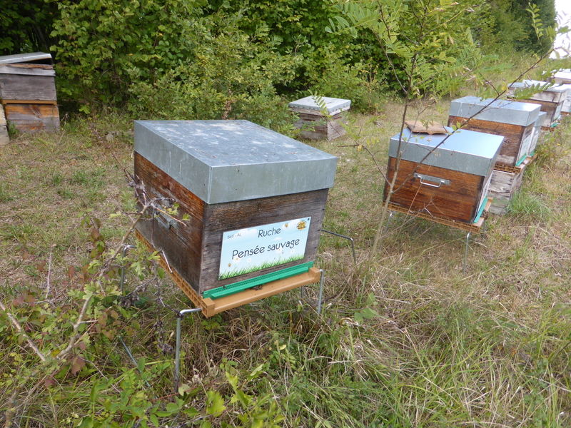 La ruche Pensée sauvage
