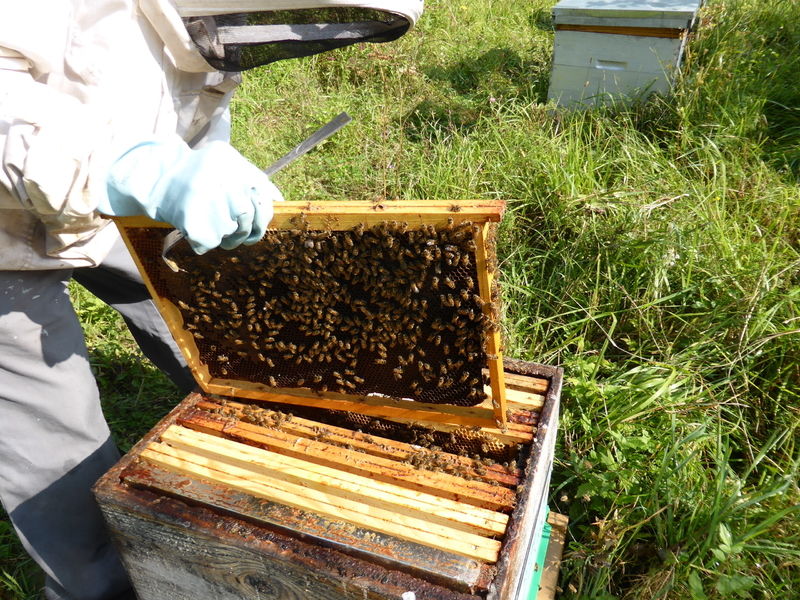 La ruche Pensée sauvage