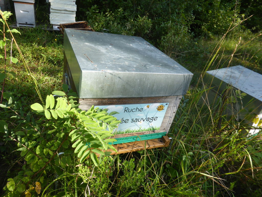 La ruche Pensée sauvage