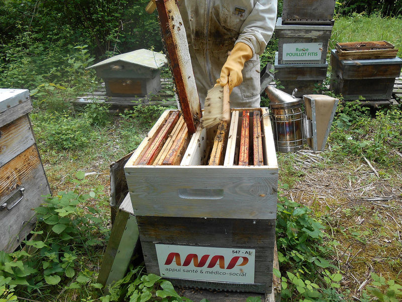 La ruche ANAP