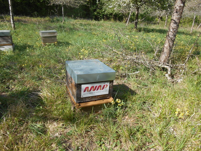La ruche ANAP