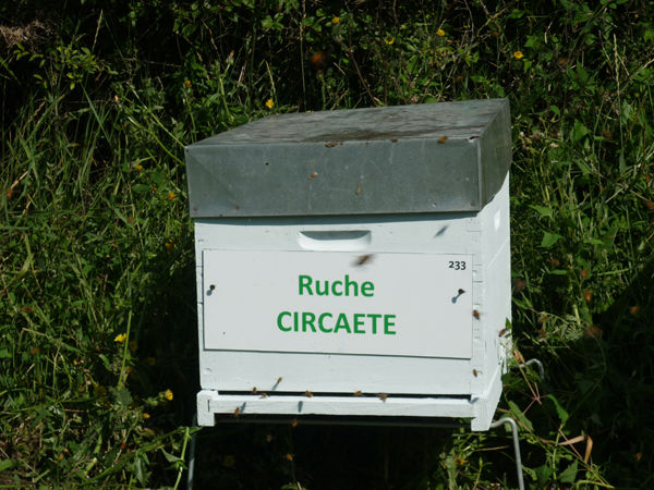 La ruche Circaete