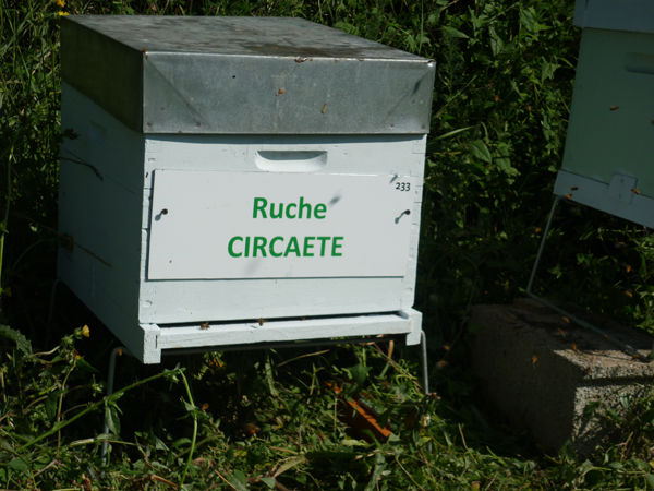 La ruche Circaete