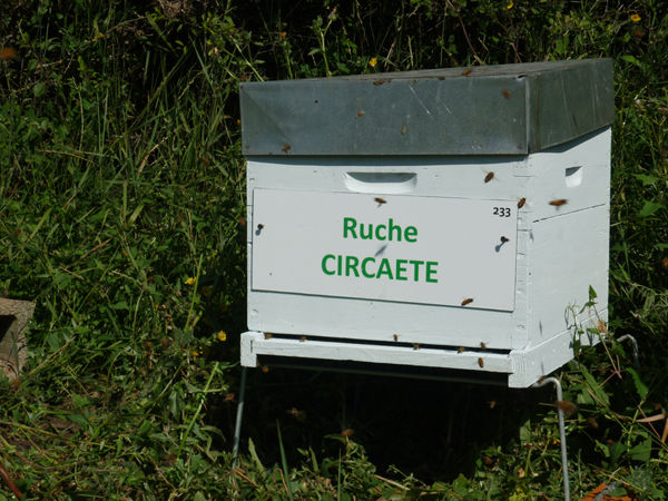 La ruche Circaete