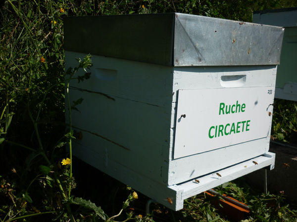 La ruche Circaete
