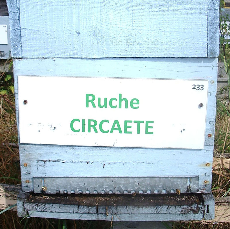 La ruche Circaete