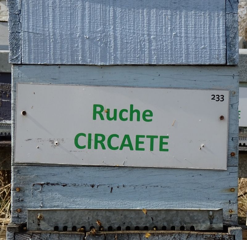 La ruche Circaete