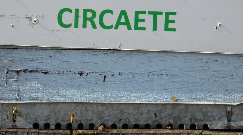 La ruche Circaete