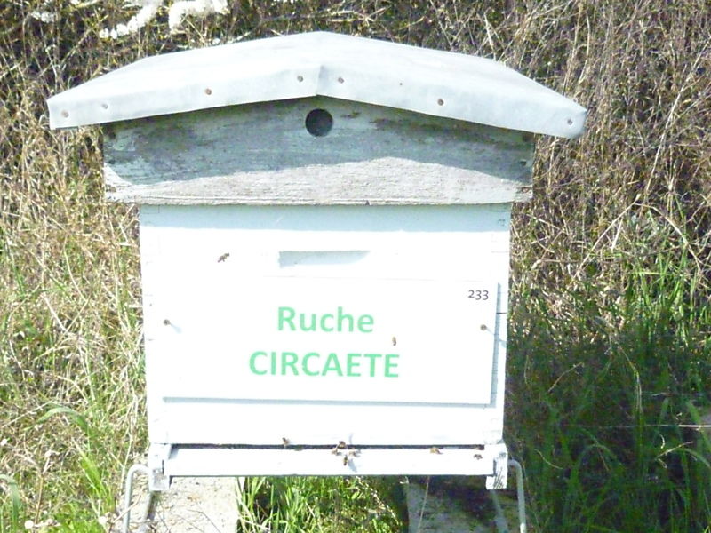La ruche Circaete
