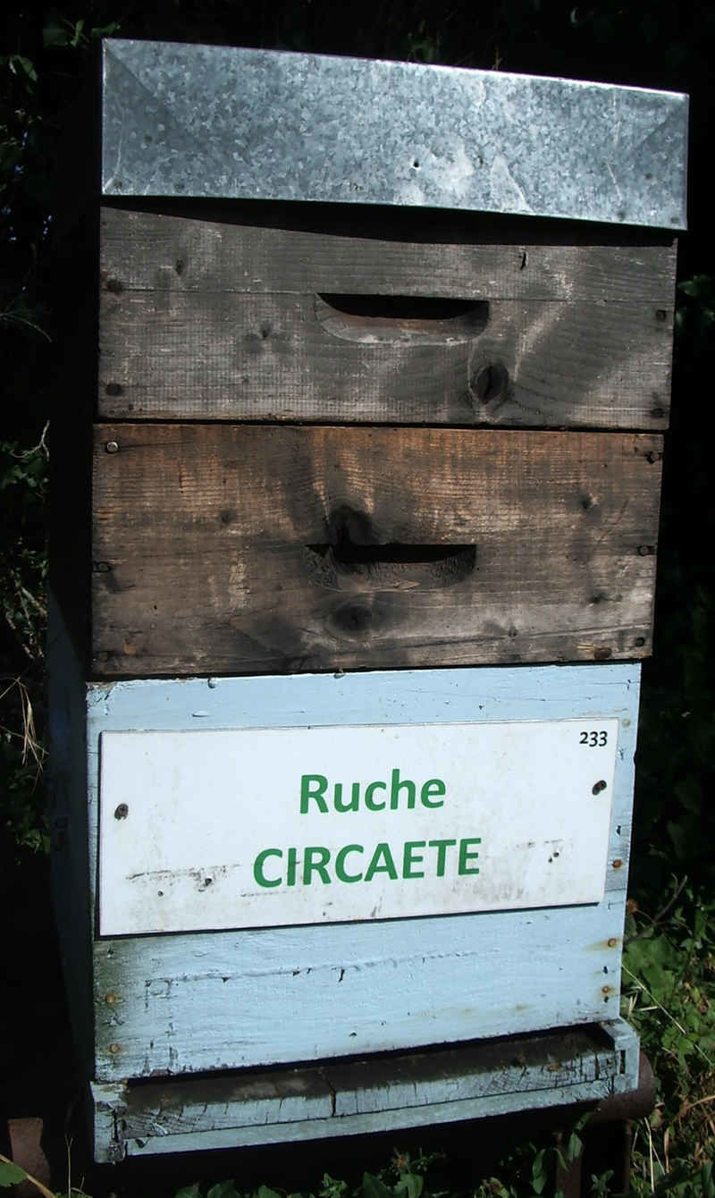 La ruche Circaete