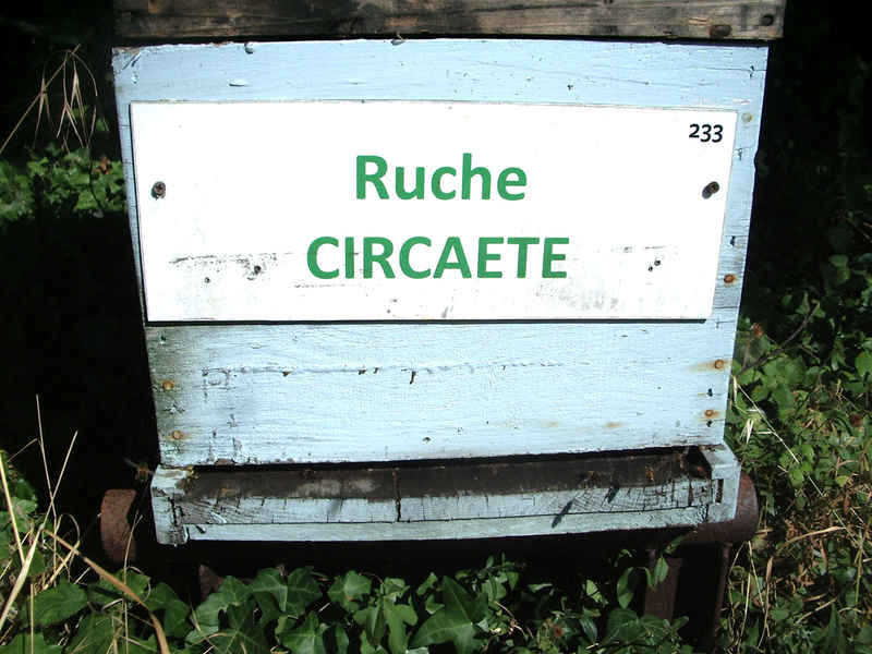 La ruche Circaete