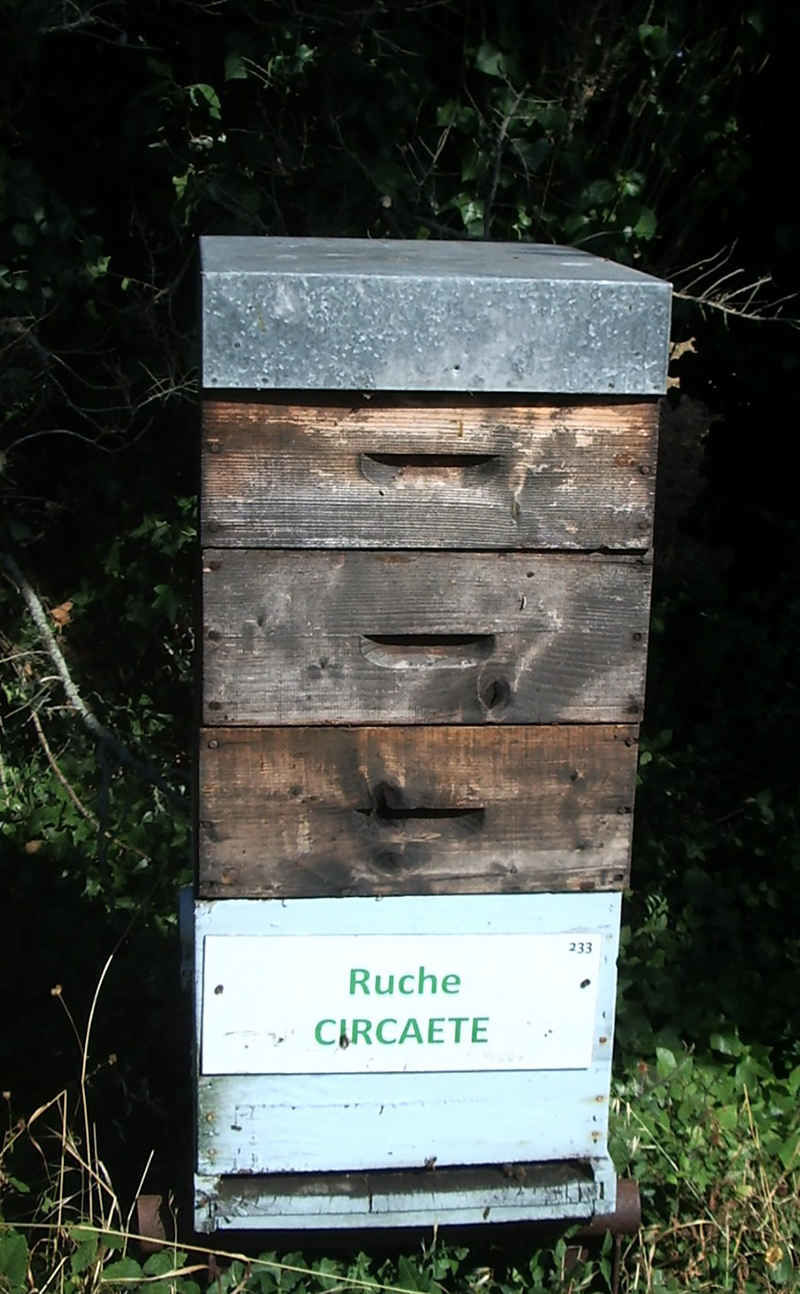 La ruche Circaete